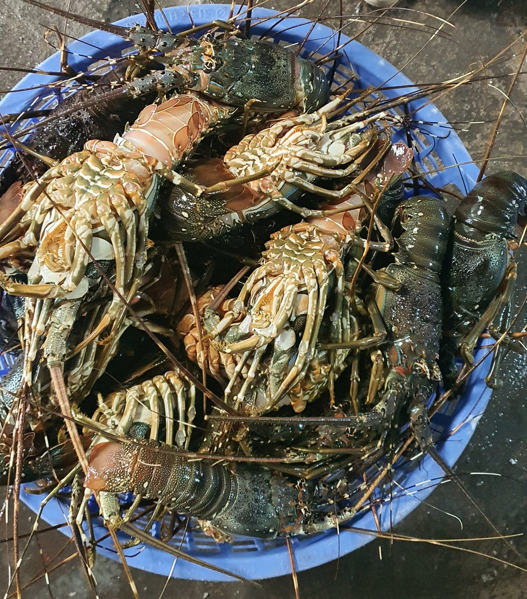 Bí quyết lựa chọn tôm hùm tươi ngon Bí quyết lựa chọn tôm hùm tươi ngon